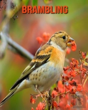 Brambling
