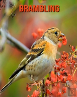 Bertrand.pt - Brambling