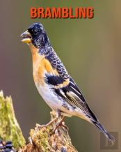 Brambling