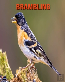 Bertrand.pt - Brambling