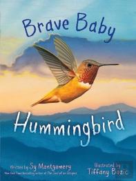 Brave Baby Hummingbird