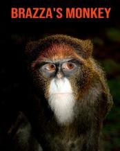 Brazza'S Monkey