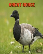 Brent Goose