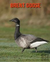 Brent Goose
