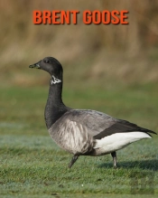 Brent Goose