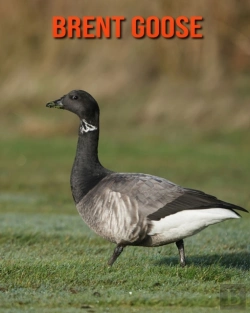 Bertrand.pt - Brent Goose