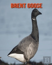 Brent Goose