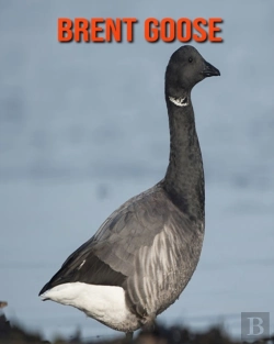 Bertrand.pt - Brent Goose