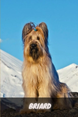 Bertrand.pt - Briard