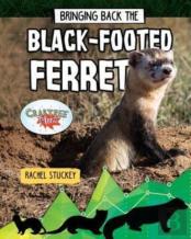 Bringing Back The Black-Footed Ferret