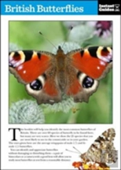 British Butterflies