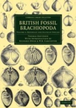 Bertrand.pt - British Fossil Brachiopoda