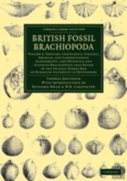 Bertrand.pt - British Fossil Brachiopoda