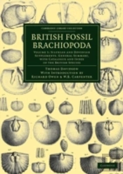 British Fossil Brachiopoda