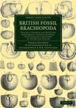 Bertrand.pt - British Fossil Brachiopoda