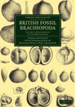 Bertrand.pt - British Fossil Brachiopoda