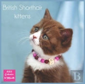British Shorthair Kittens 2022 Calendar 16 Month