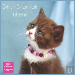 Bertrand.pt - British Shorthair Kittens 2022 Calendar 16 Month
