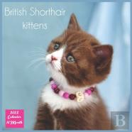 British Shorthair Kittens 2022 Calendar 16 Month