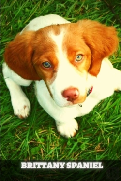Bertrand.pt - Brittany Spaniel