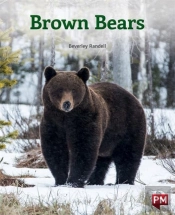 Brown Bears