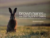 Brown Hares In The Derbyshire Dales