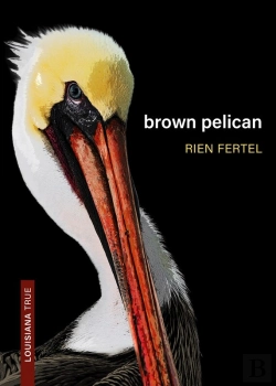 Bertrand.pt - Brown Pelican