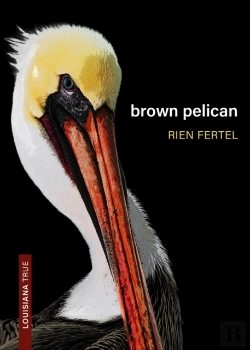 Bertrand.pt - Brown Pelican