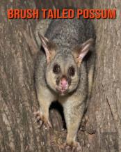 Brush Tailed Possum