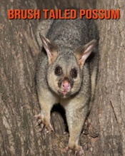 Brush Tailed Possum