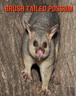 Bertrand.pt - Brush Tailed Possum