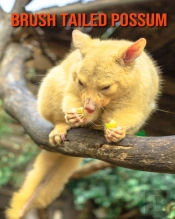Brush Tailed Possum