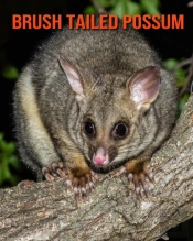 Brush Tailed Possum