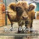 Buckley The Highland Cow And Ralphy The Goat