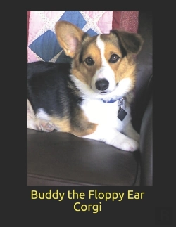 Bertrand.pt - Buddy The Floppy Ear Corgi