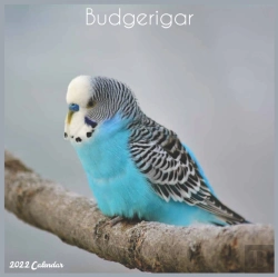 Bertrand.pt - Budgerigar 2022 Calendar