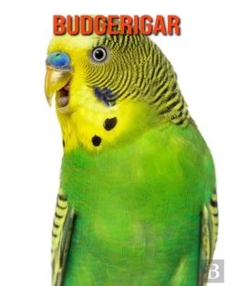 Bertrand.pt - Budgerigar