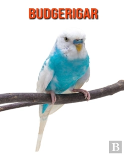 Bertrand.pt - Budgerigar