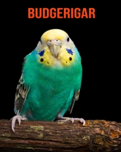 Bertrand.pt - Budgerigar