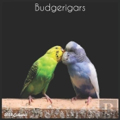 Budgerigars 2022 Calendar