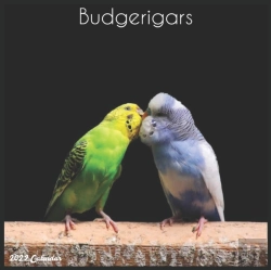 Bertrand.pt - Budgerigars 2022 Calendar