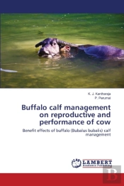 Buffalo Calf Management On Reproductive And Performance Of Cow