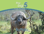 Buffalo