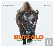 Buffalo