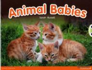 Bug Club Independent Non Fiction Reception Red B Animal Babies