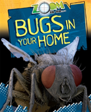 Bugs In Your Home
