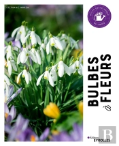 Bulbes À Fleurs