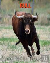 Bull