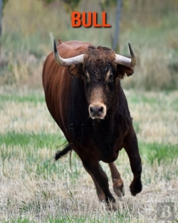 Bertrand.pt - Bull