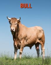 Bull
